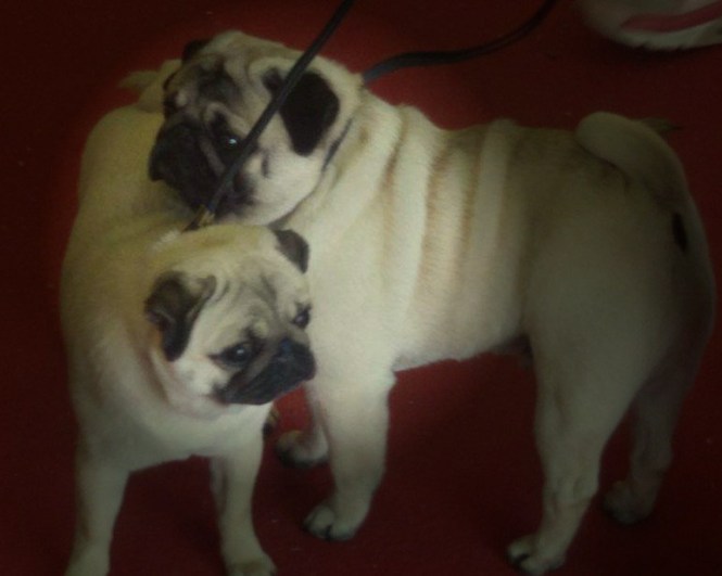 12959340_1756439401255572_336806824_o1