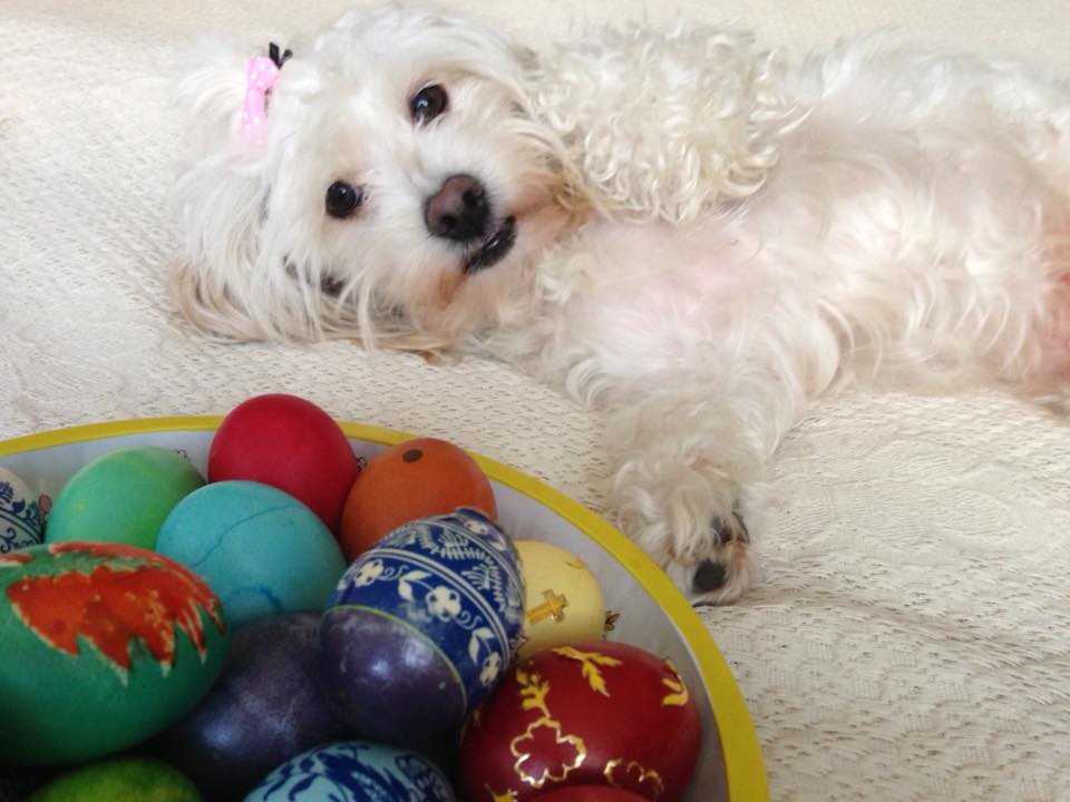 13082657_10204627208118650_1572140409467528480_n