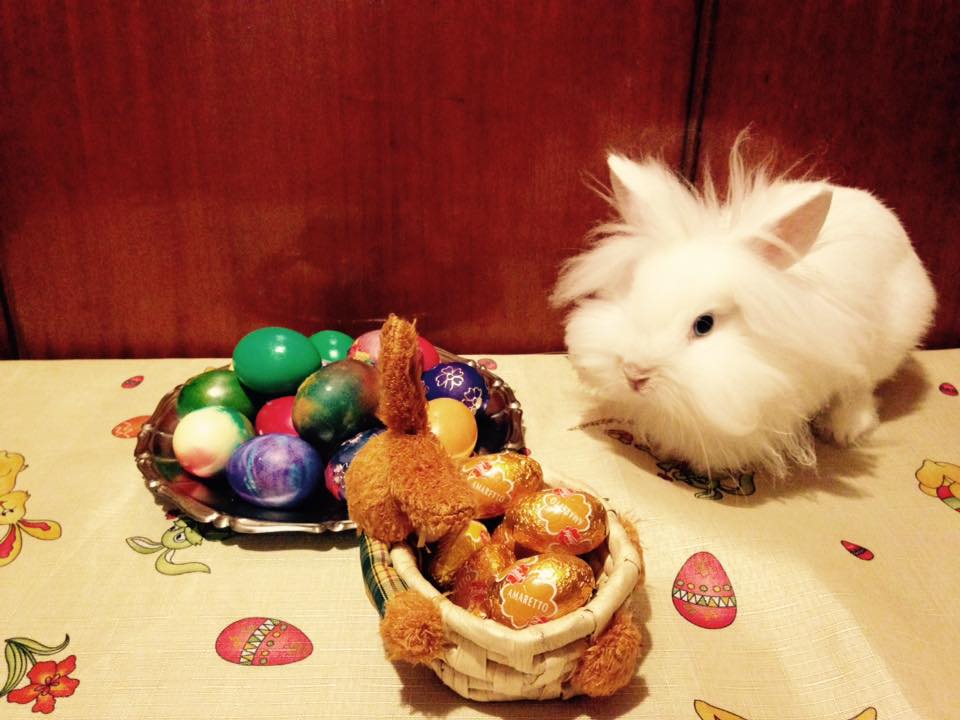 13103282_10204627218478909_702704126296508651_n