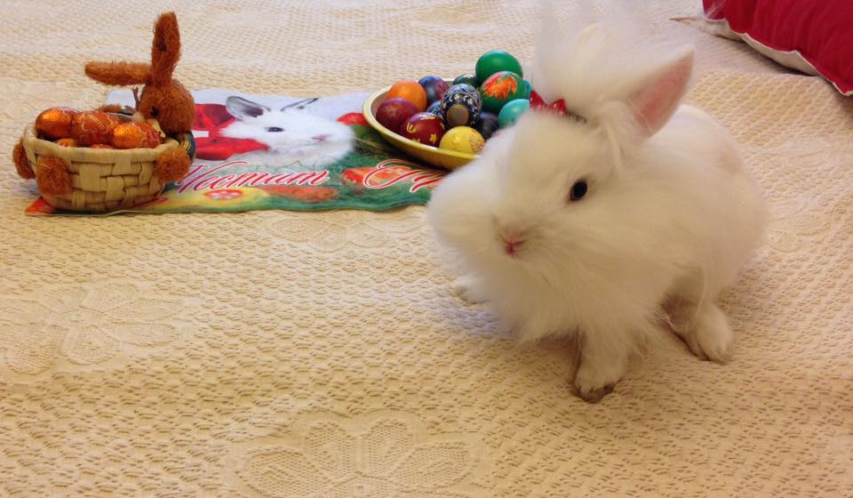 13138854_10204627213238778_6388642015061038009_n