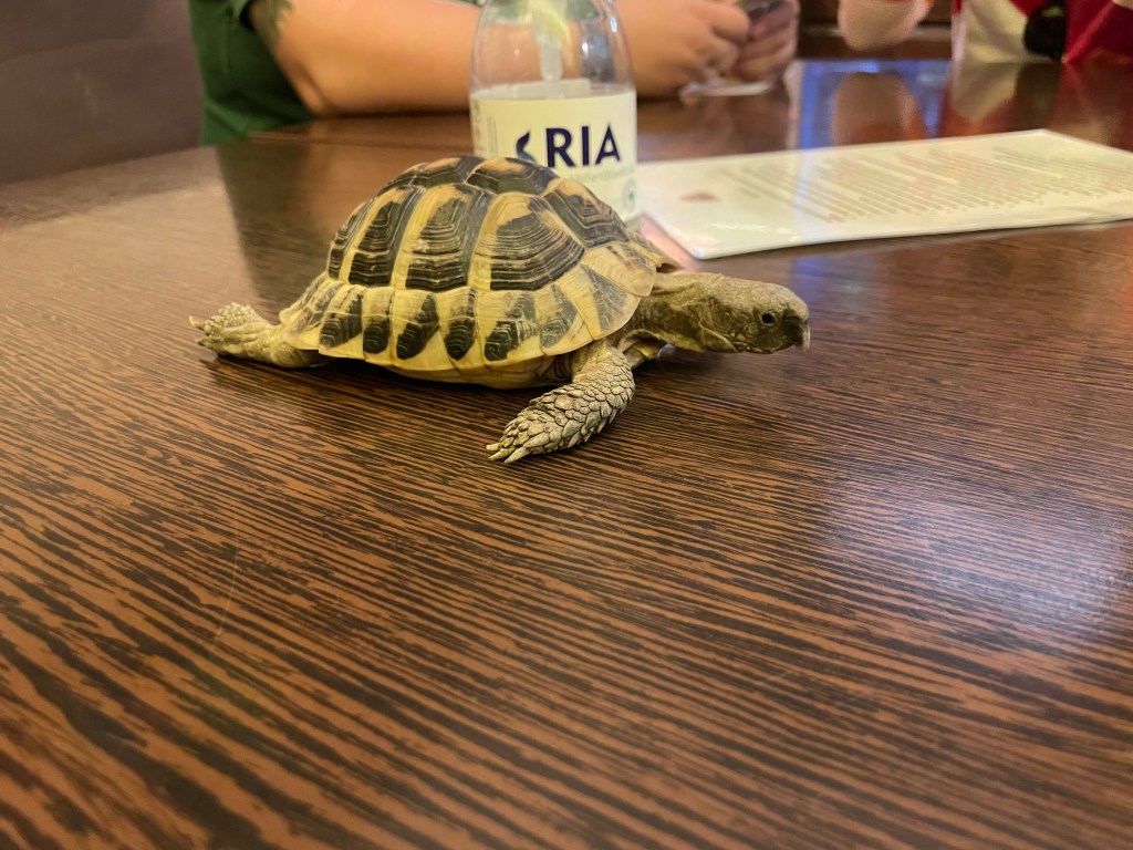 A tortoise on one of the tables at the Zoo Cafe