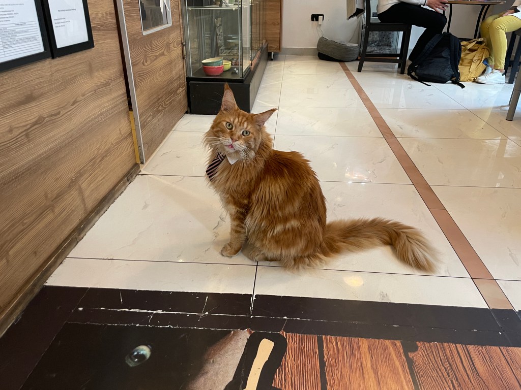 An orange cat with a tie at Cat Cafe